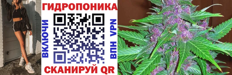 Бошки марихуана конопля  Ленинградская 